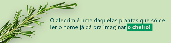 O alecrim é uma daquelas plantas que só de ler o nome já dá pra imaginar o cheiro!