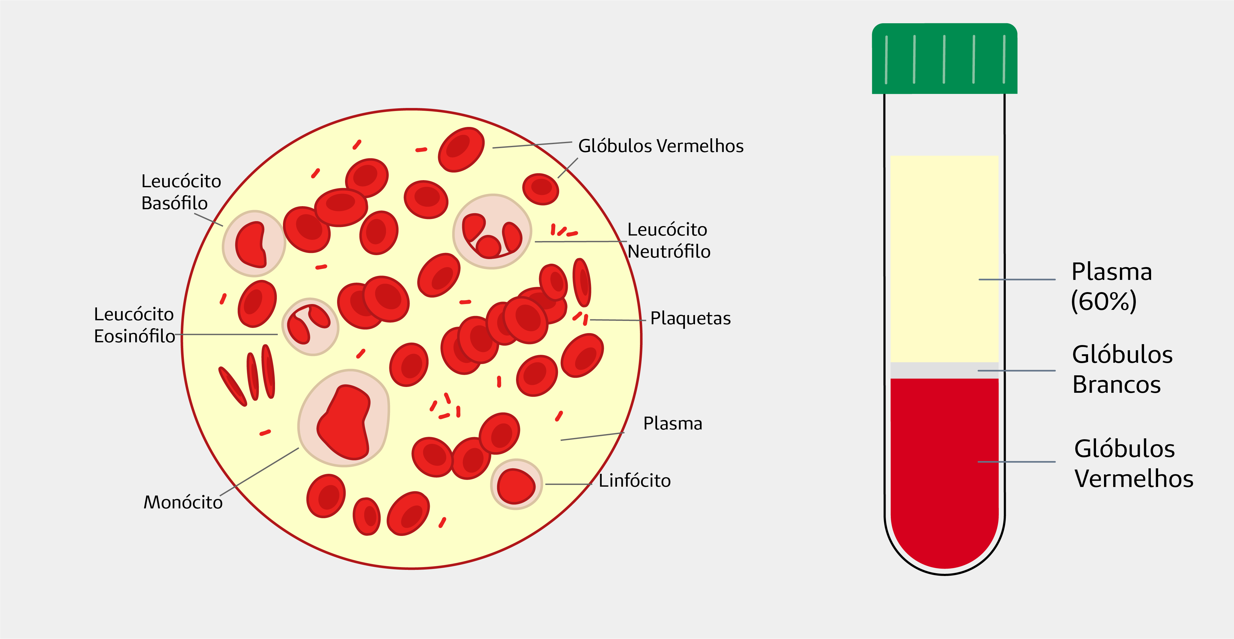 Composição do sangue